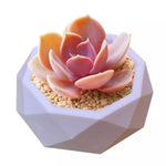 Mold Resin قالب رزن